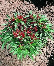 Thai Compact Pepper Seeds - The Pepper Pantry (Formerly Marie Sharp's)